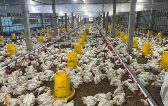 Peternak Ayam Terjepit Harga Pakan