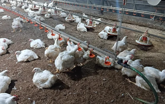 Peternak Ayam Bertahan di tengah Gejolak Harga Daging