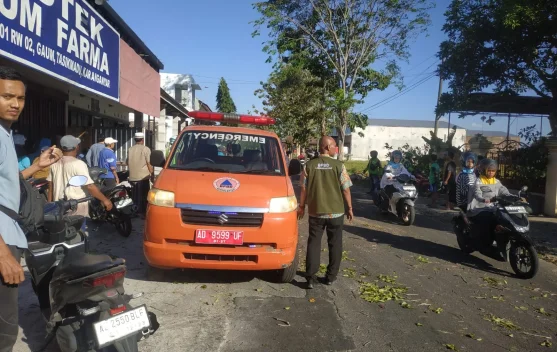 Pohon Lapuk Tumbang di Tasikmadu Karanganyar, Tiga Orang Jadi Korban