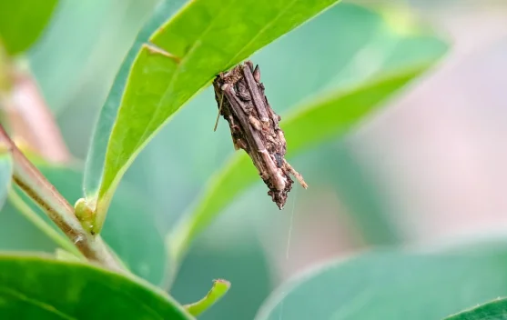 Kamitetep ternyata Larva Ngengat, Ini Fakta Ilmiahnya