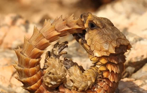 Kadal Armadillo, Naga Mini Berbaju Baja
