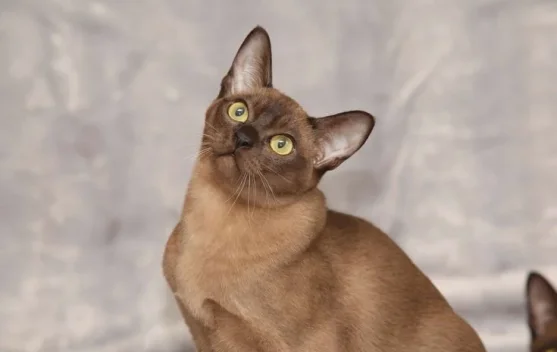 Tips Memelihara Kucing Burmese