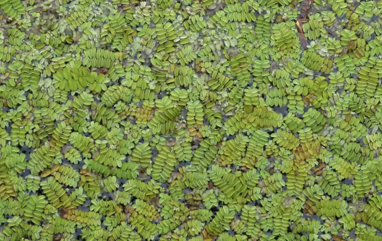 Ganggang Pakis termasuk Alga Laut yang Punya Bentuk Mirip Daun Pakis