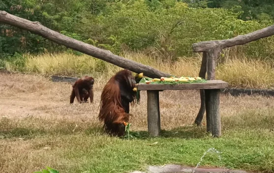 Penjelasan Manajemen Solo Safari, Orang Utan Didi Akali Pengamanan Exhibit