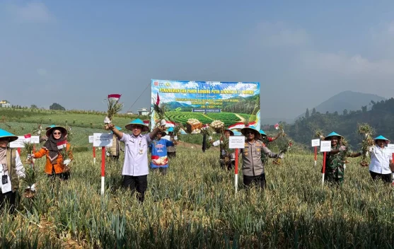 Panen Bawang Putih di Tawangmangu Tembus 12,5 Ton, Dukung Swasembada Pangan