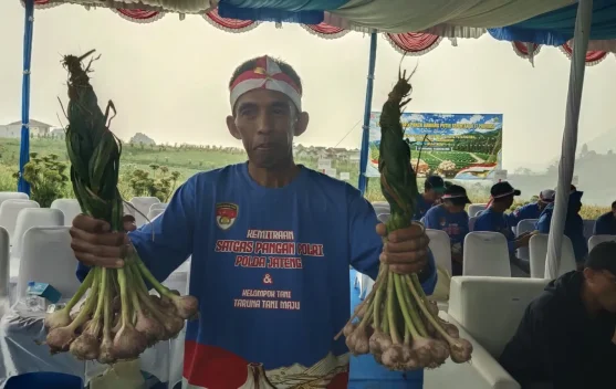 Keunggulan Bawang Tawangmangu Baru Sanggup Panen 15 Ton Hektar