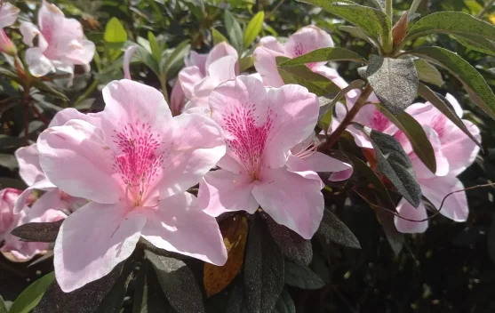 Fakta Unik Bunga Saliyah, Azalea Cantik yang Warna Bunganya Dipengaruhi Suhu