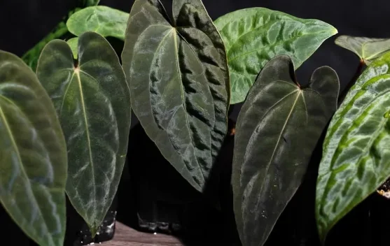 Anthurium Papillilaminum, Si Daun Beludru Eksotis