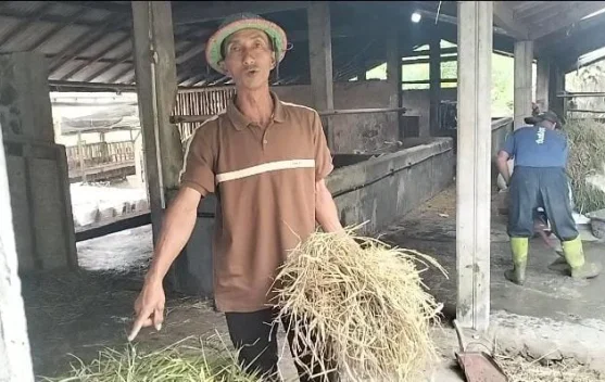 Kemarau Panjang, Warga Lereng Merapi Jual Ternak untuk Beli Rumput-Air Bersih