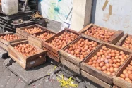 MBG Kembali Berjalan, Harga Telur Ayam Peternak Lokal di Sragen Masih Rendah