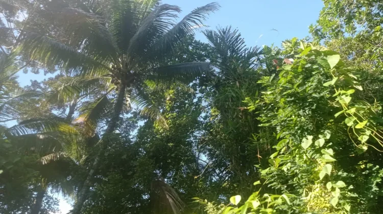 Cerah Berawan hingga Berawan, Cuaca di Sangihe Hari Ini