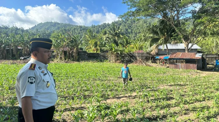 Kalapas Tahuna Tinjau Lahan Pertanian , Dukung  Ketahanan Pangan