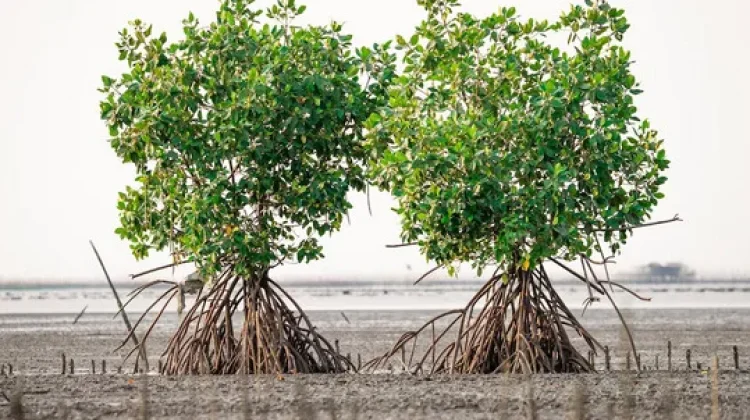Hutan Mangrove Penting Bagi Ekosistem Laut