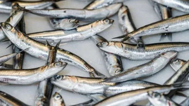 Manfaat Ikan Teri bagi Kesehatan Tubuh