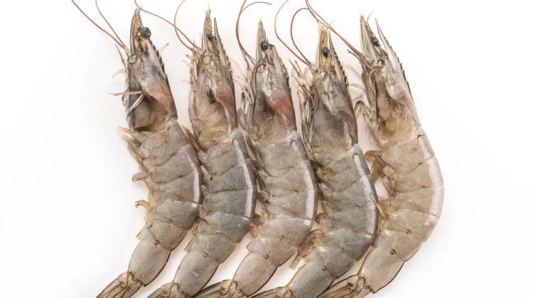 Kelebihan Konsumsi Udang untuk Kesehatan Tubuh