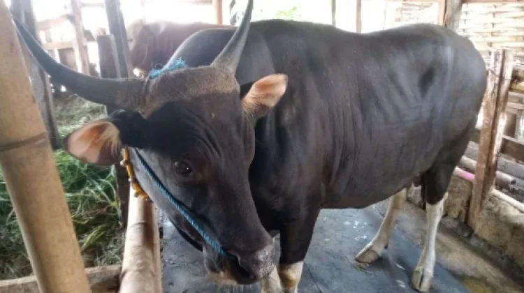 Presiden Siapkan Satu Sapi Perayaan Idul Adha bagi Umat Muslim di Sangihe