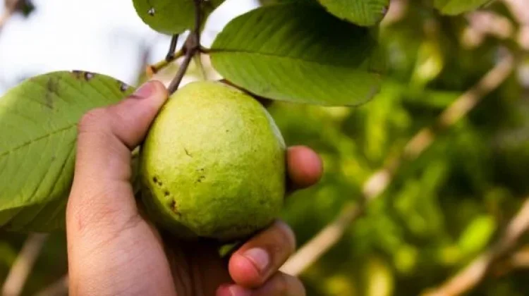 Manfaat Daun Jambu Biji untuk Pencernaan