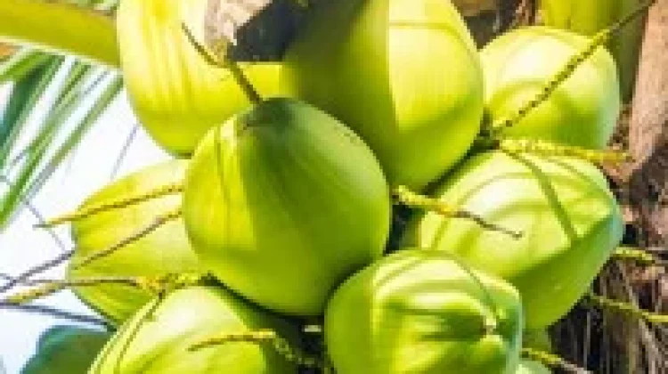 Manfaat Buah Kelapa Hijau untuk Kesehatan Tubuh