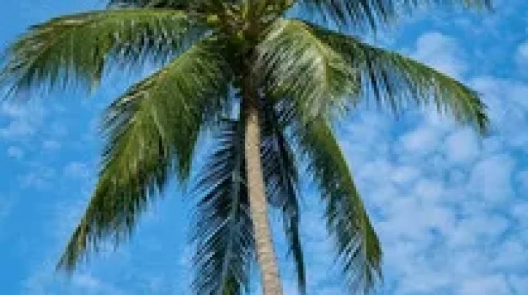 Manfaat Batang Pohon Kelapa bagi Kehidupan