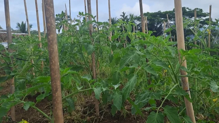 Pemanfaatan Pekarangan Rumah, Wujudkan Lingkungan Sehat di Sangihe