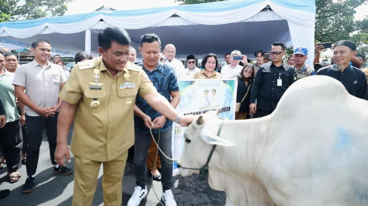 Pemprov Sulut Salurkan 46 Hewan Kurban Sambut Idul Adha 1447 H