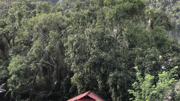 Musim Mangga Melimpah di Sangihe,  Kenali Khasiatnya