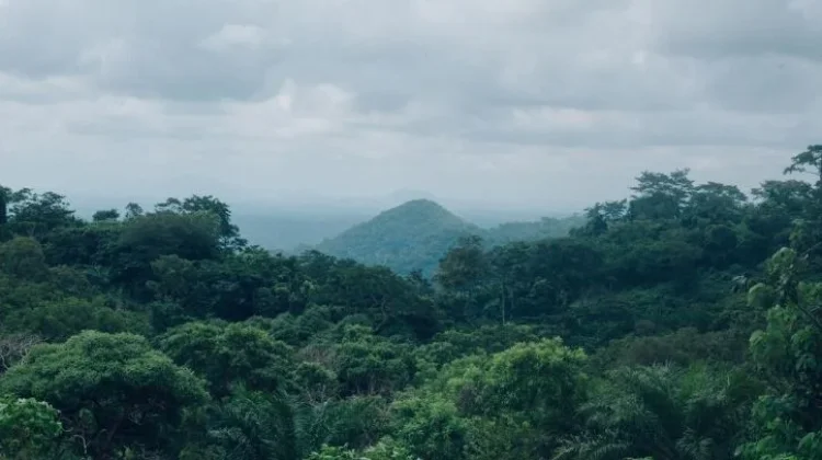 Hari Hutan Hujan Sedunia diperingati 22 Juni