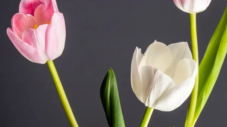 Bunga Tulip, Keindahan Bunga Ikonik Asal Belanda