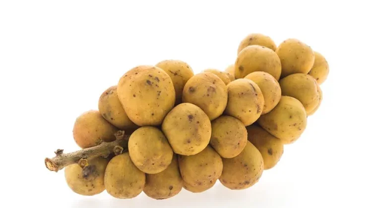 Manfaat Buah Langsat bagi Kesehatan Tubuh