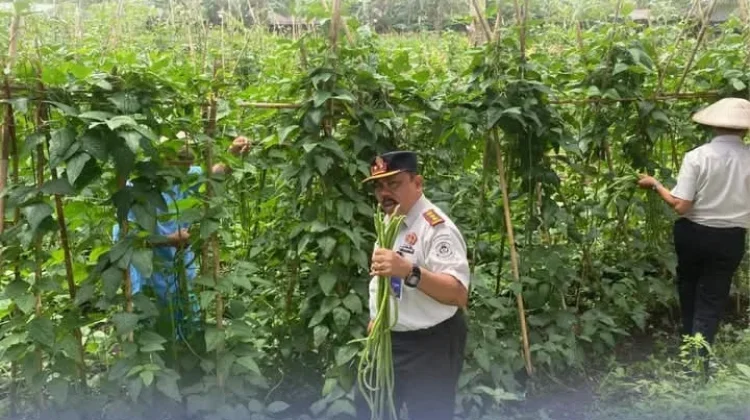 Semakin Produktif, Lapas Tahuna Panen 300 Ikat Kacang Panjang