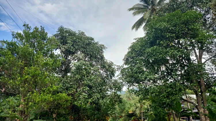 Cuaca di Sangihe Hari Ini Berawan hingga Hujan Ringan
