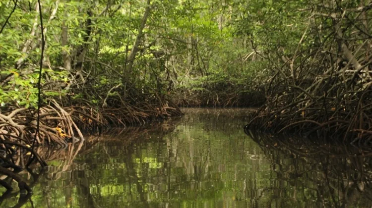 Menjaga Mangrove, Mengamankan Generasi Mendatang
