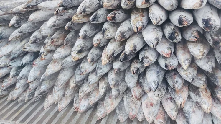 Ramai Dibicarakan Histamin pada Ikan Cakalang, Ini Faktanya!