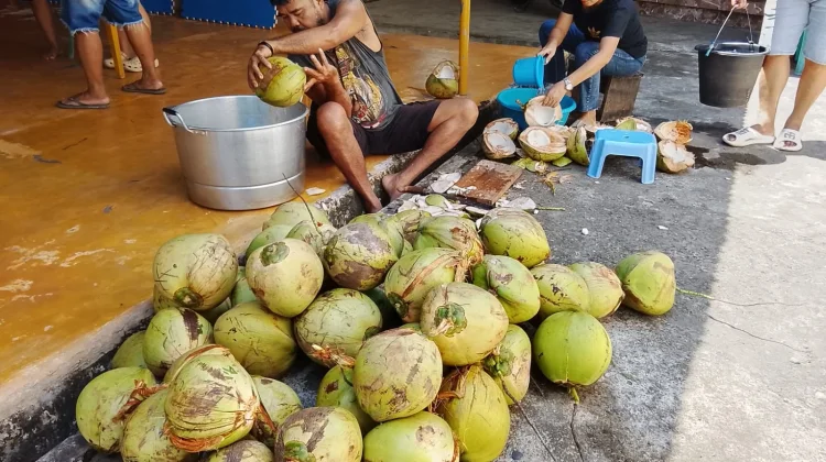 Lewo atau Kelapa Muda: Harta Karun Alami Khas Sangihe yang Penuh Manfaat