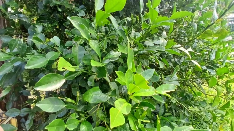 Daun Jeruk Purut dan Manfaatnya untuk Kesehatan.