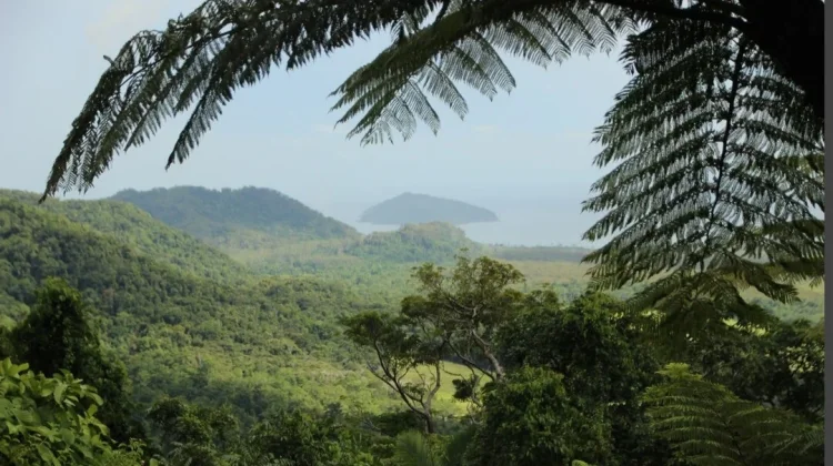 Hari Hutan Indonesia, Tingkatkan Kesadaran Pentingnya Jaga Kelestarian Hutan