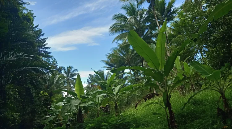 Cuaca Sangihe Diprakirakan Cerah hingga Cerah Berawan