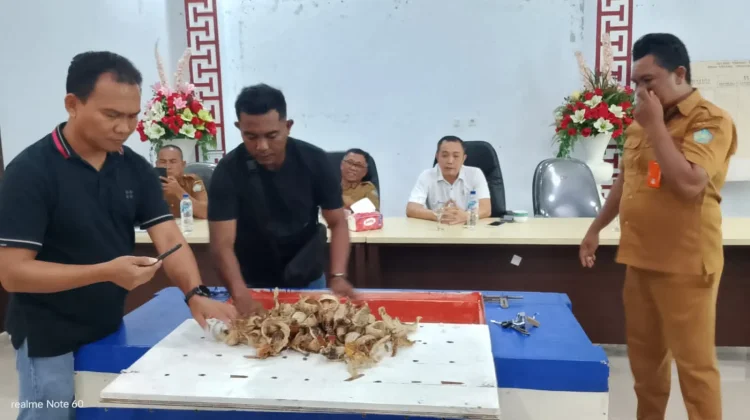 Harga Penawaran Tinggi, Lelang Walet Pulau Kalama 36 KG Batal Dilelang