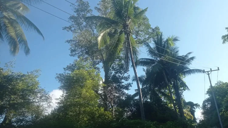 Sangihe Diprediksi Cerah Berawan, Risiko Karhutla Perlu Diwaspadai