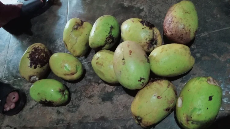 Buah Barunu, Buah Lokal Kaya Manfaat yang Mulai Jarang Dikenal