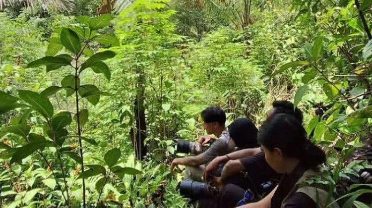 Wisata Pengamatan Burung Sangihe Tetap mempertahankan Kelestarian Hutan