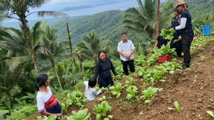 El Niño, Petani Sangihe Kesulitan Air untuk Lahan Pertanian