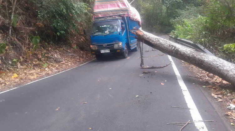 Pohon Tumbang Tutupi Sebagian Badan Jalan Tahuna-Manganitu, Pengendara Waspada