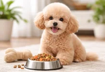 Pentingnya Memilih Makanan Berkualitas untuk Anjing Ras Kecil