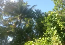 Cerah Berawan hingga Berawan, Cuaca di Sangihe Hari Ini