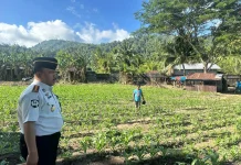 Kalapas Tahuna Tinjau Lahan Pertanian , Dukung  Ketahanan Pangan