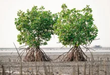 Hutan Mangrove Penting Bagi Ekosistem Laut