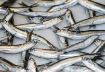 Manfaat Ikan Teri bagi Kesehatan Tubuh