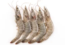 Kelebihan Konsumsi Udang untuk Kesehatan Tubuh
