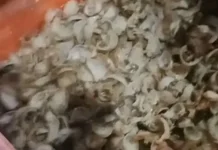 41 Kilogram Sarang Walet Pulau Kalama berhasil di lelang